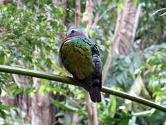 Common Emerald Dove