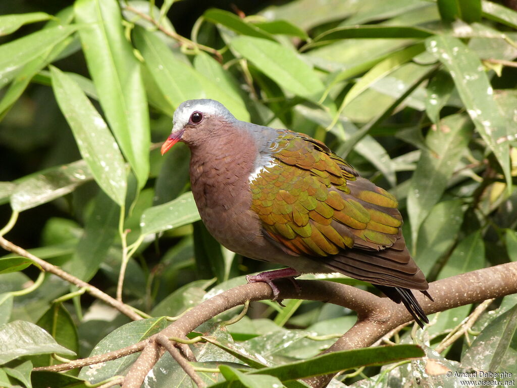 Common Emerald Dove