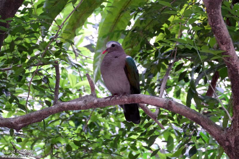 Common Emerald Dove male adult, habitat