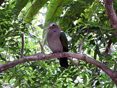 Common Emerald Dove