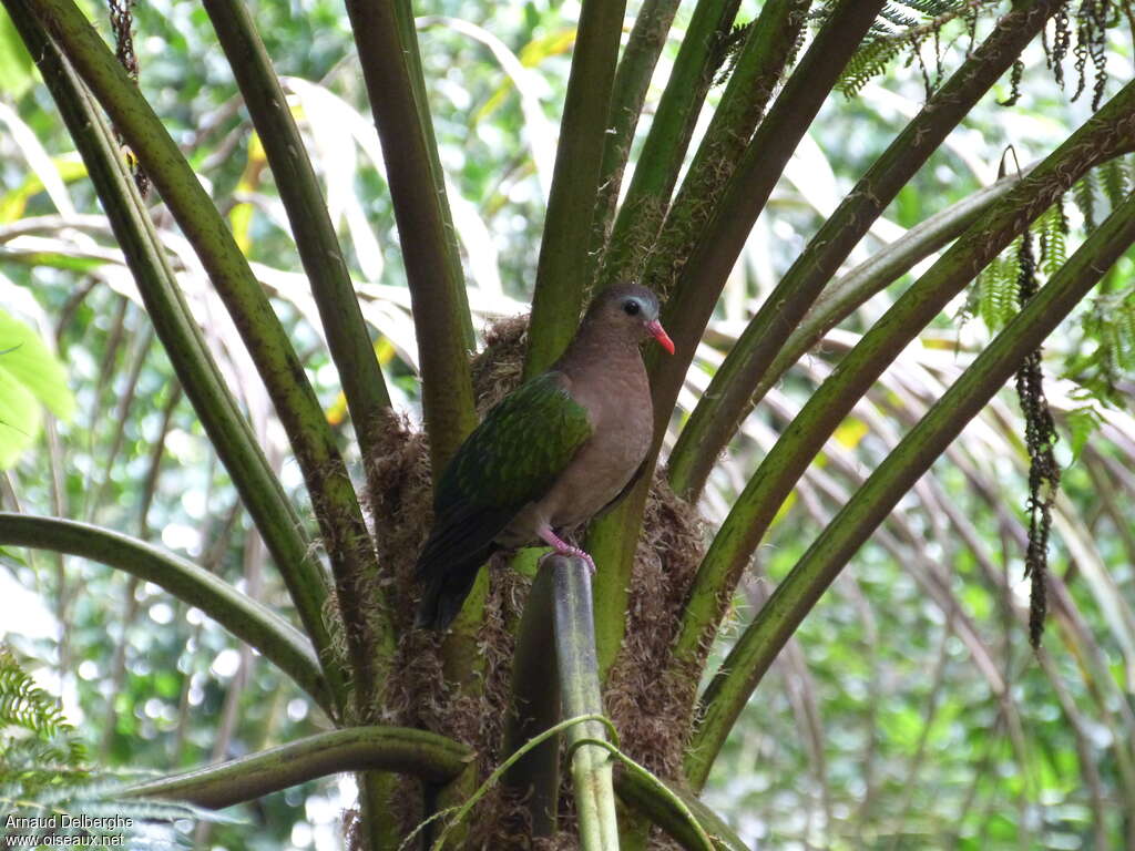 Common Emerald Dove female adult, habitat, camouflage