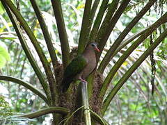 Common Emerald Dove