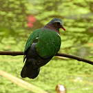 Colombine turvert