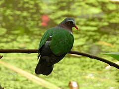 Common Emerald Dove