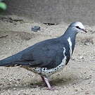 Colombine wonga