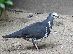 Wonga Pigeon