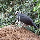 Colombine wonga