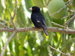 Village Indigobird