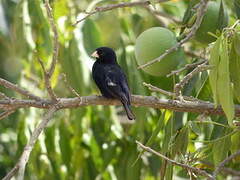 Village Indigobird