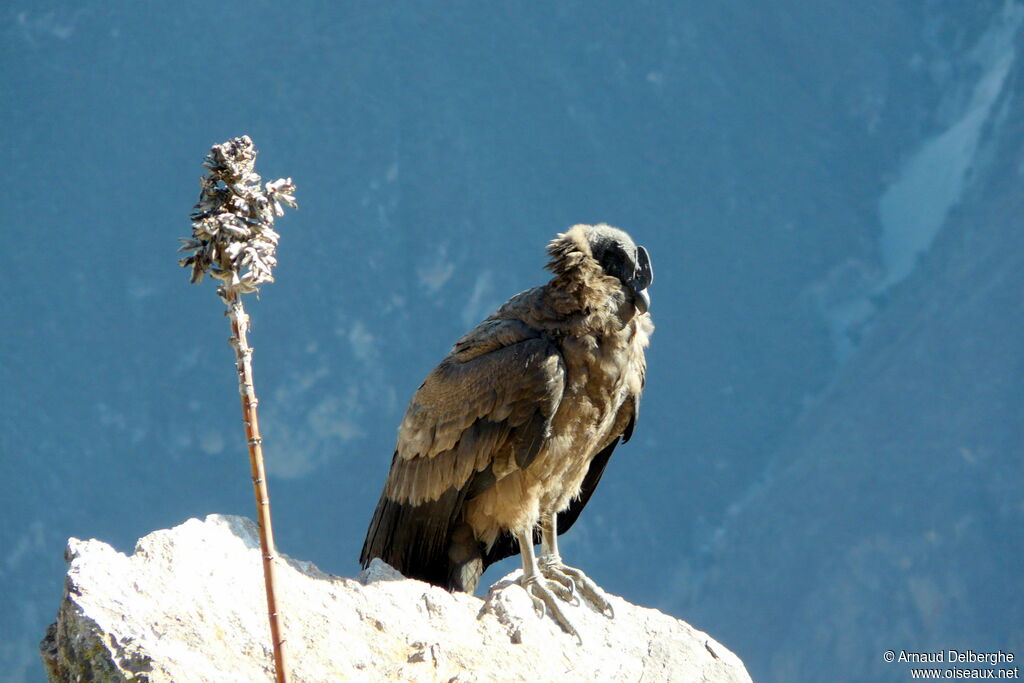 Andean Condor