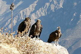 Condor des Andes