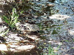 Cinereous Conebill