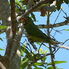 Conure à front rouge