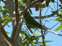 Conure à front rouge