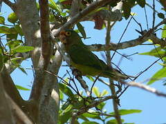 Orange-fronted Parakeet