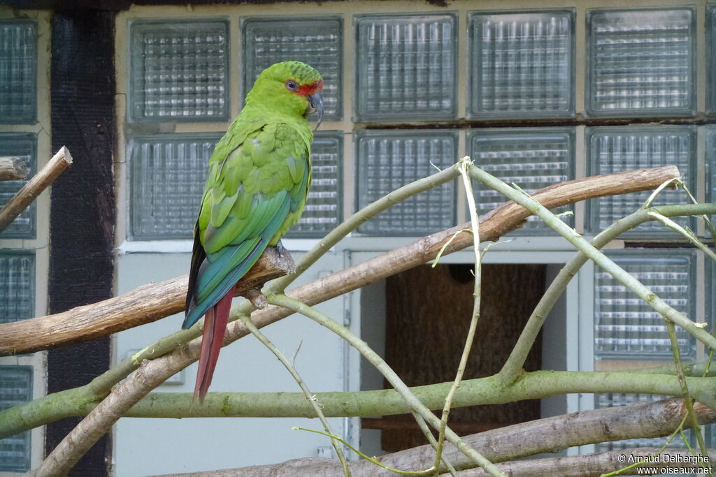 Conure à long bec