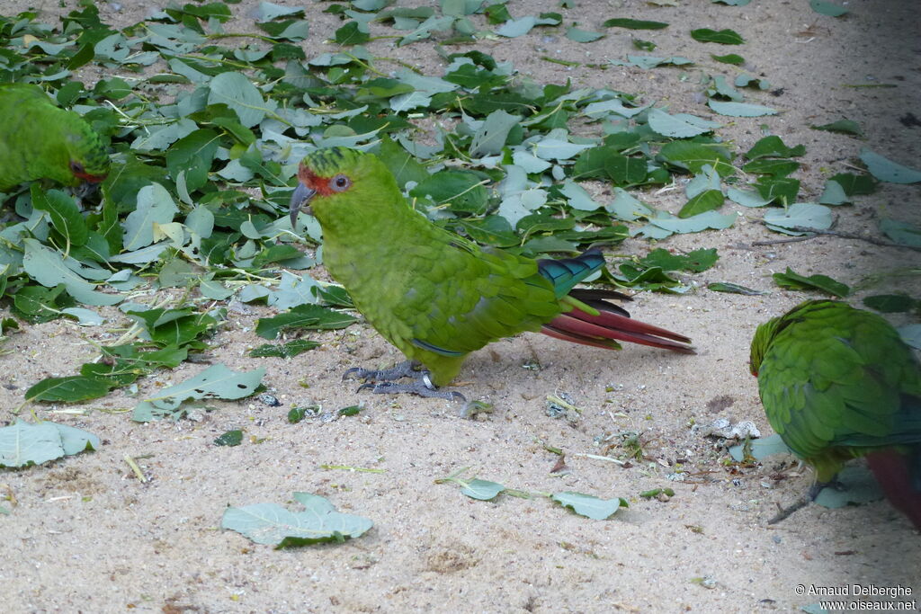 Slender-billed Parakeet