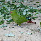Conure à long bec
