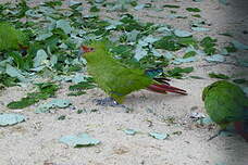 Conure à long bec