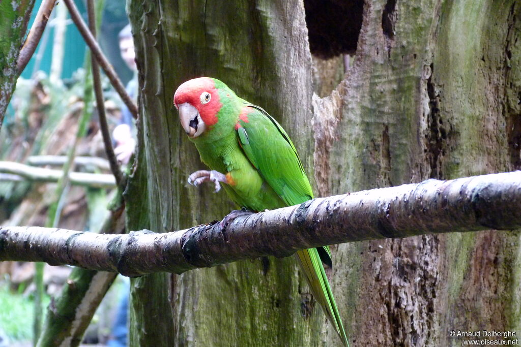 Conure à tête rouge