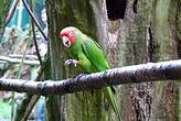 Conure à tête rouge