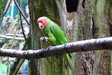 Conure à tête rouge