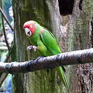 Conure à tête rouge