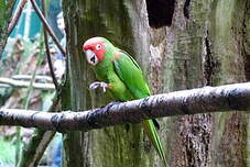 Conure à tête rouge