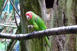 Red-masked Parakeet