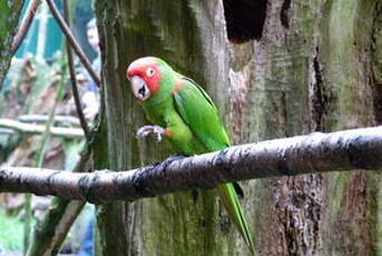 Conure à tête rouge