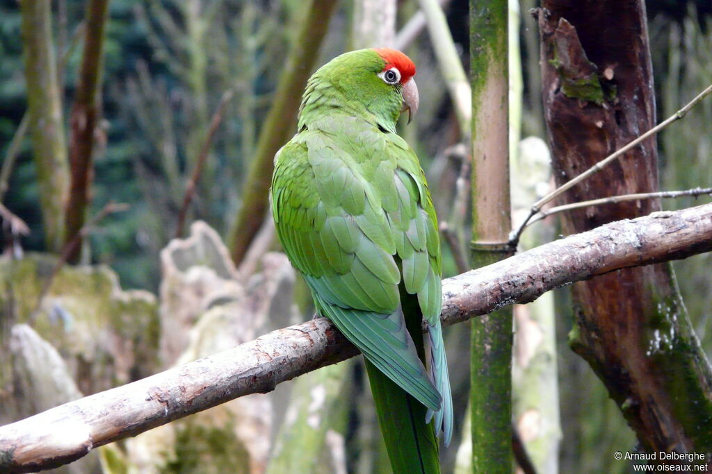 Cordilleran Parakeet