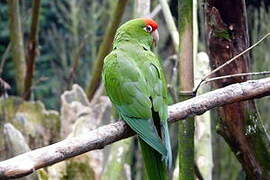 Cordilleran Parakeet