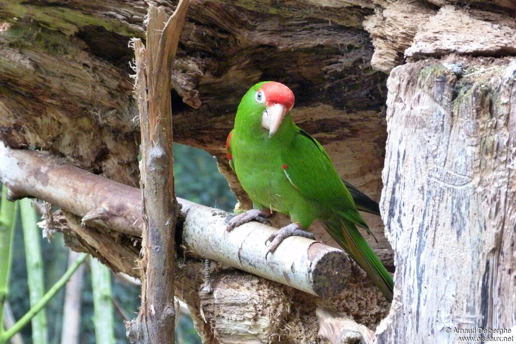 Conure casquée