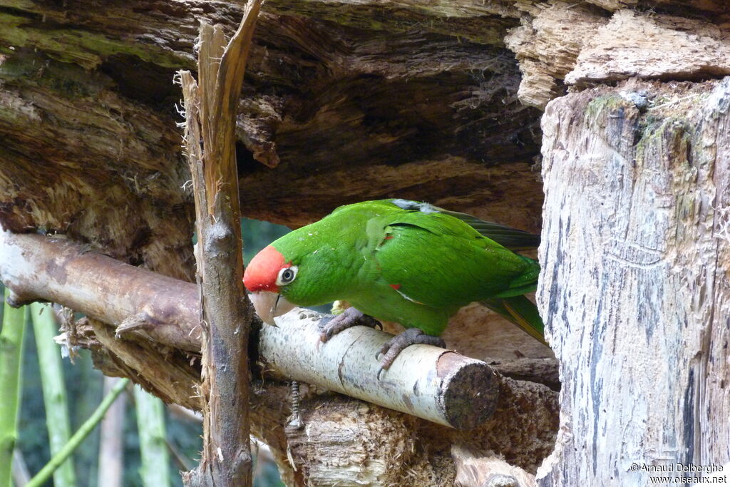 Conure casquée