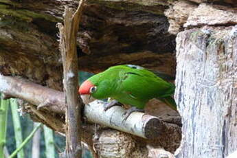 Conure casquée