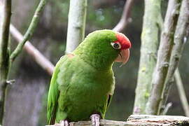 Cordilleran Parakeet