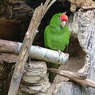 Conure casquée