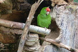 Cordilleran Parakeet