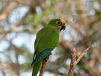 Conure couronnée