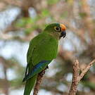 Conure couronnée