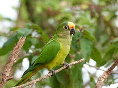 Conure couronnée