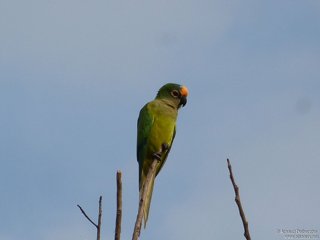 Peach-fronted Parakeet