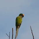 Conure couronnée