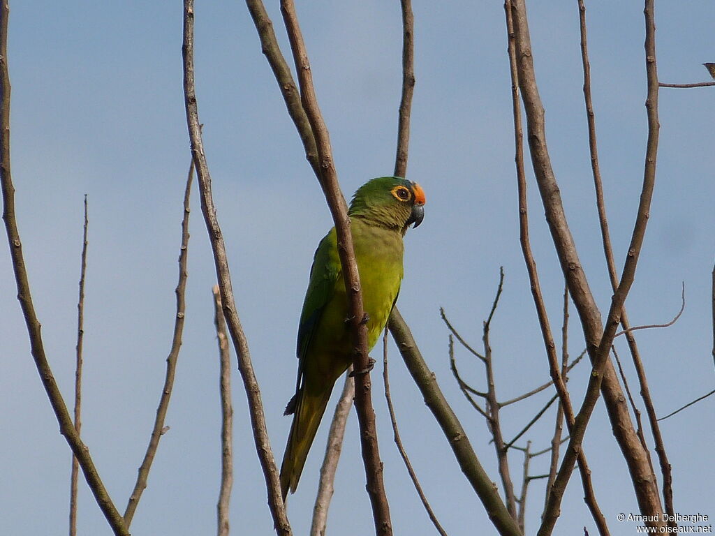 Peach-fronted Parakeet