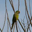 Conure couronnée