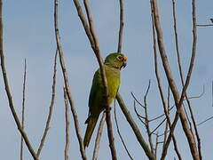 Conure couronnée