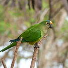 Conure couronnée