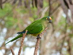 Peach-fronted Parakeet