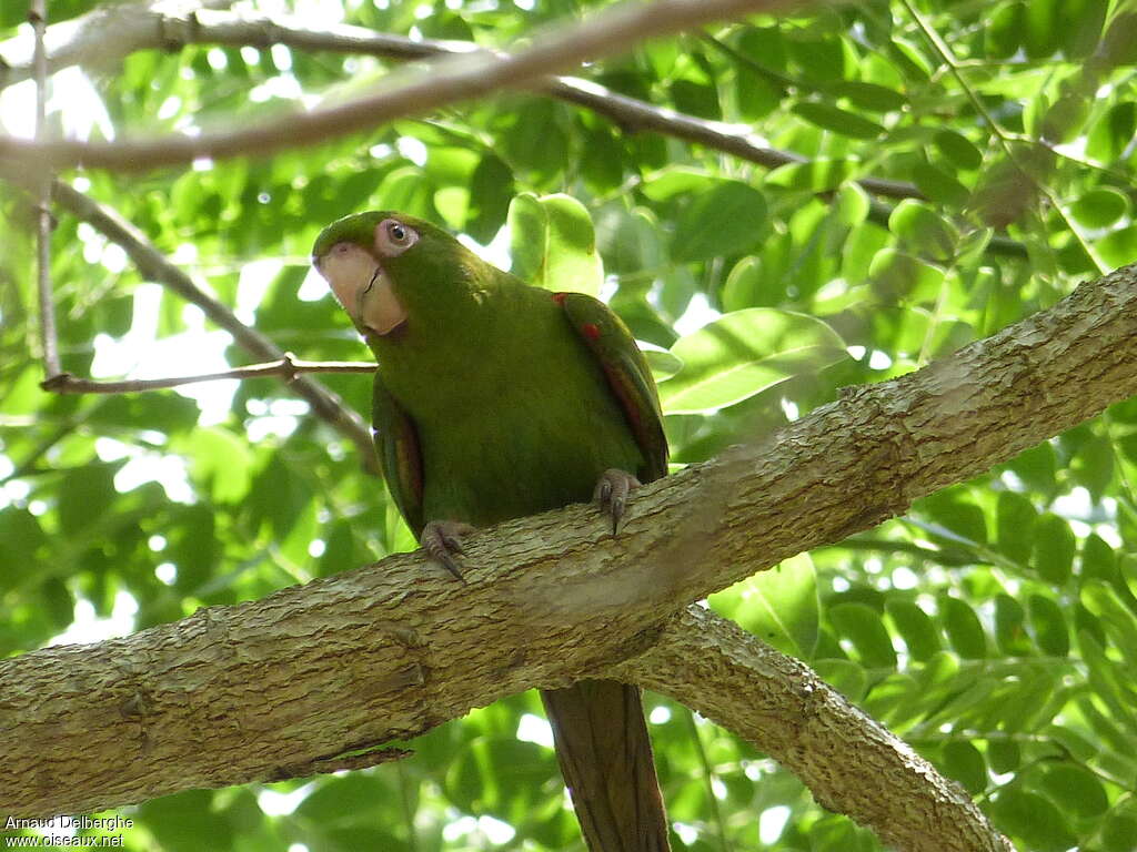 Conure de Cuba