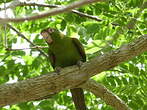 Conure de Cuba